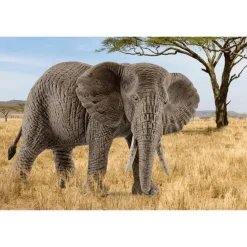 Afrikansk Elefant hun
