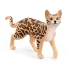 Bengalsk Kat