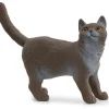 British Shorthair kat