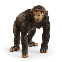Chimpanse