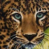 Crystal Art Leopard 30x30 cm