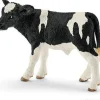 Holstein-kalv