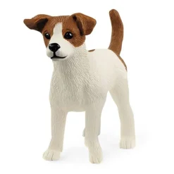 Jack Russell-Terrier