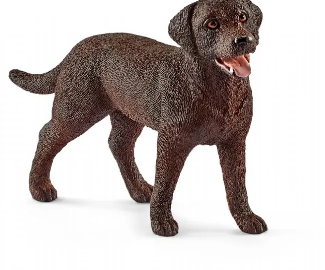 Labrador Retriever, hun