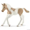 Paint Horse, føl