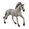 Sorraia Mustang-Hingst
