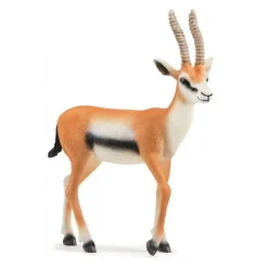 Thompsongazelle