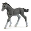 Trakehner Føl