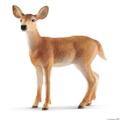 Whitetail-hind